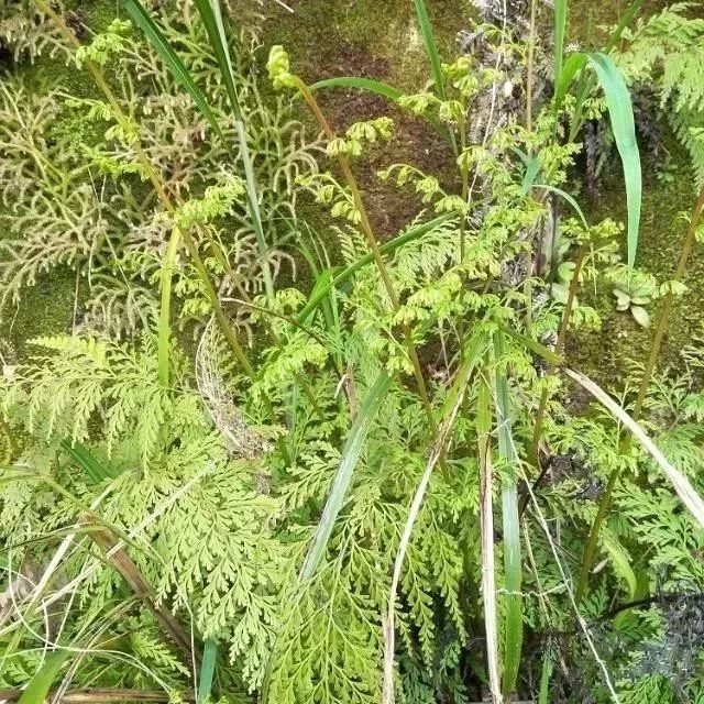 在农村山坡上,有一种蕨类植物名叫乌蕨,这种野生植物也叫做小叶野鸡尾