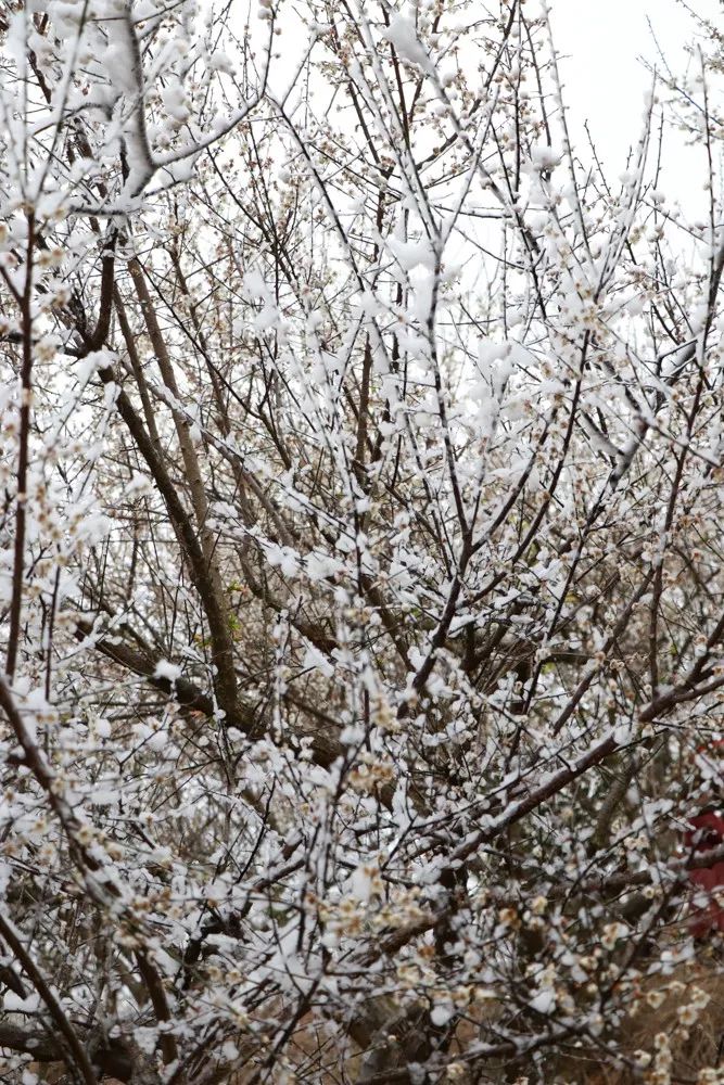 风姿傲骨靓严冬 沐雪凌霜展笑容.