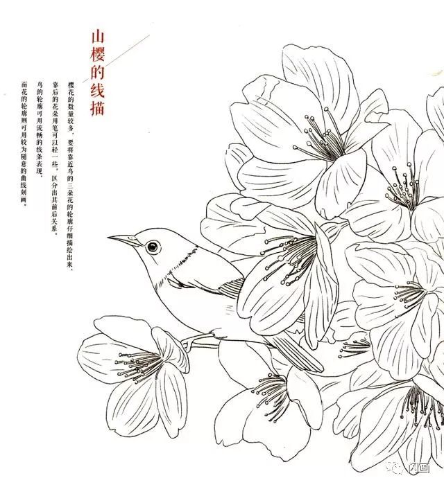 彩铅画线描填色绣眼鸟与樱花的绘制教程