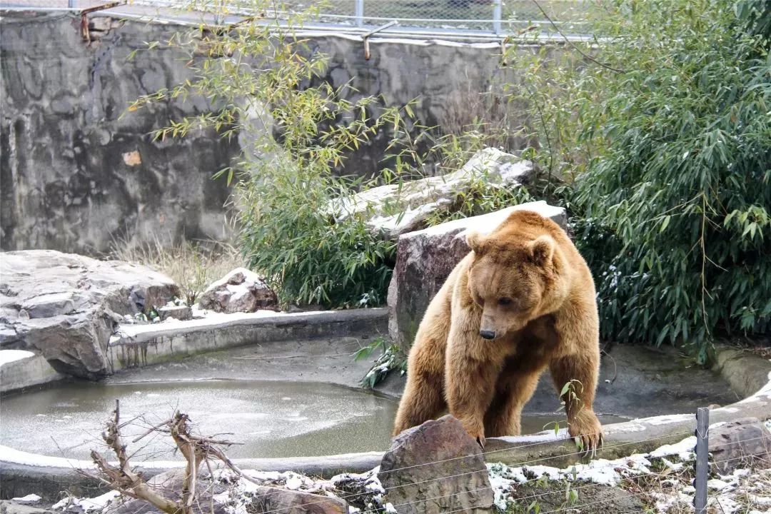 无锡动物园雪中拾趣