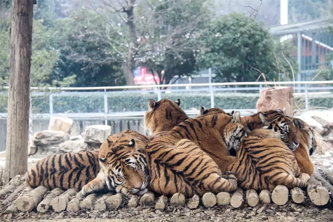 無錫動物園雪中拾趣