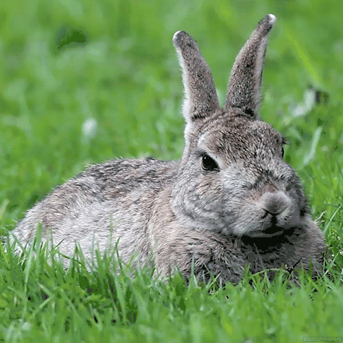 兔子蹬鹰动图图片