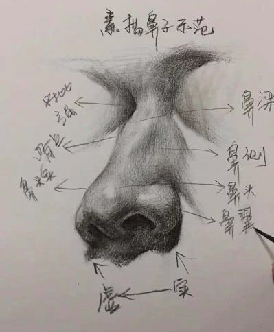 素描鼻子需要注意什么?只要了解这几个注意点,素描再也不是难事