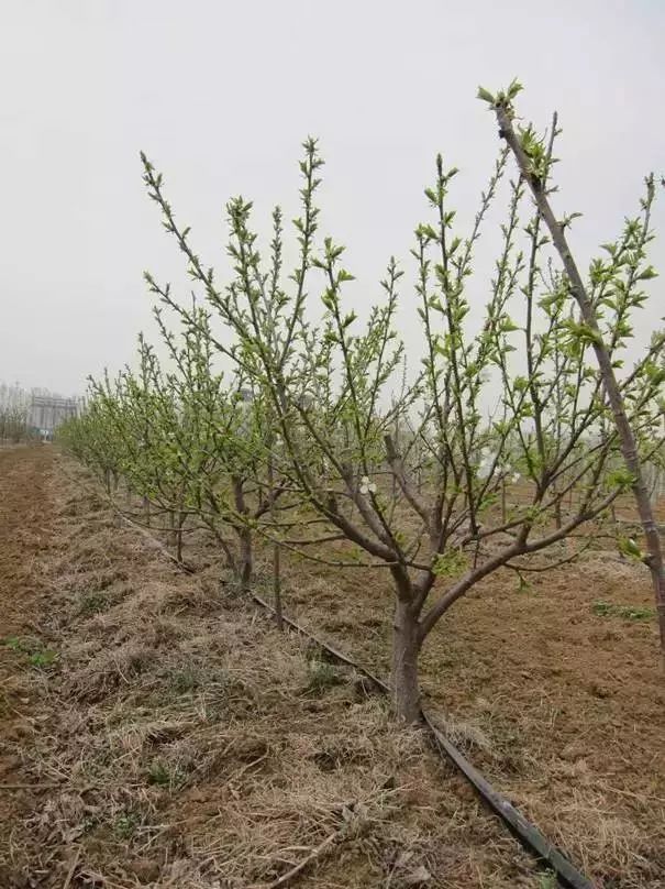 櫻桃kgb樹形整形技術如何更好更快的管理好園區