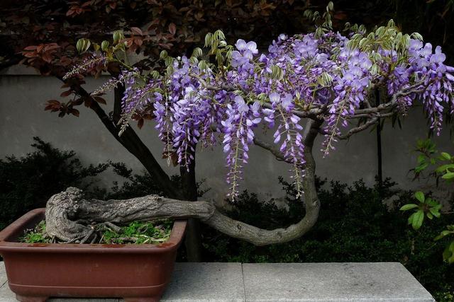 花姿曼妙團簇生長的紫藤花溫馨飄逸養成盆景需要注意什麼