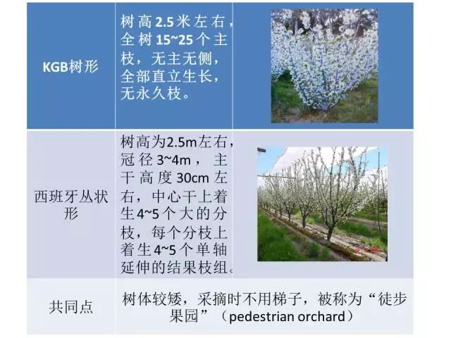 樱桃kgb树形栽植密度图片