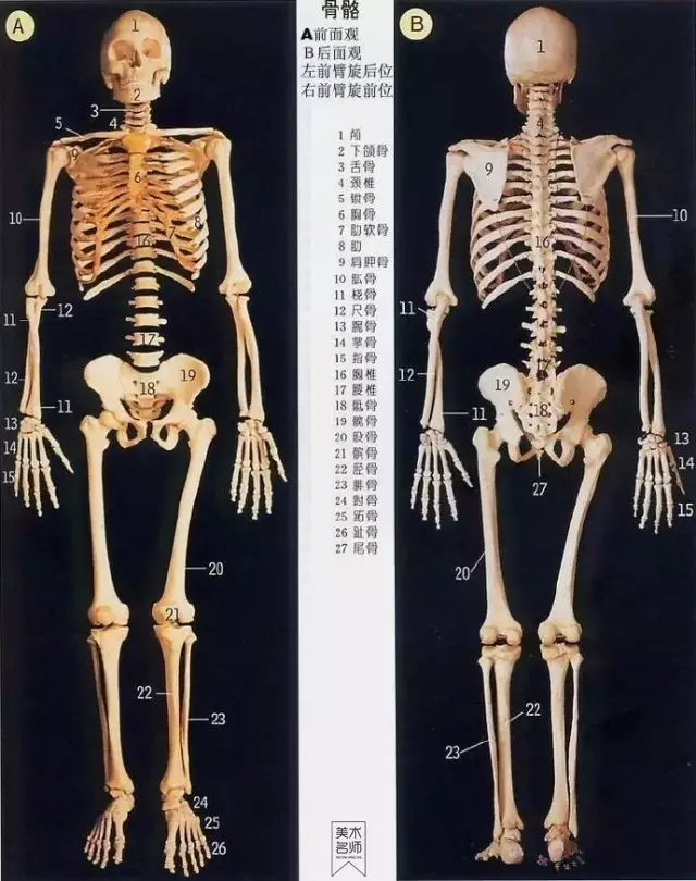 人体四肢是指哪四肢图片