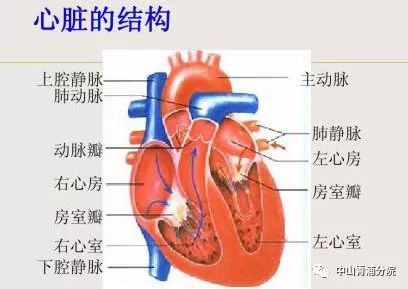 四分之三冠图解图片