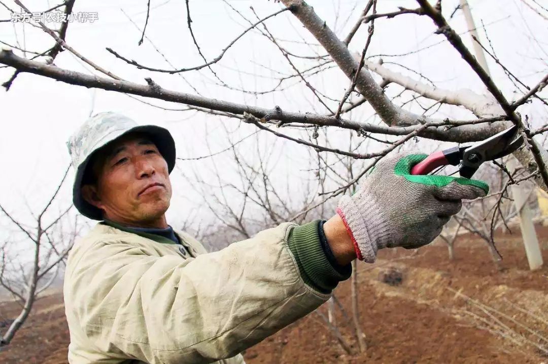 蘋果樹冬剪做在前 不會出現大小年