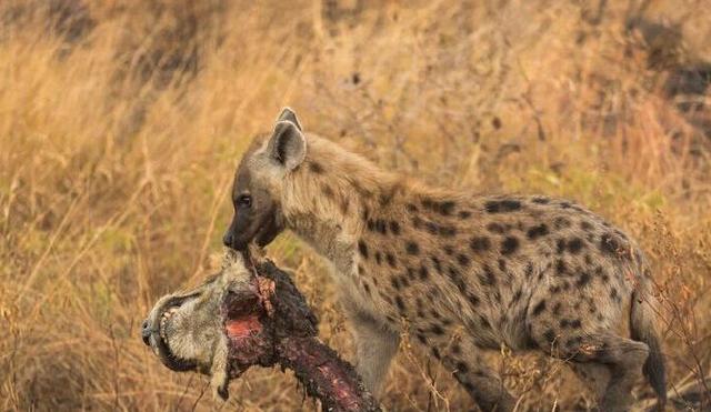 鬣狗大战母狮子,残忍将狮子头颅咬下,一路上不吃却奔跑,这是为啥?