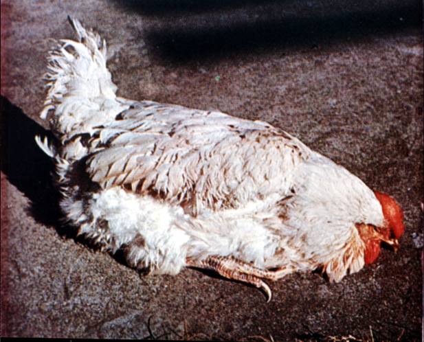 鸡得禽流感的症状,禽流感鸡的症状,鸡得了禽流感的症状