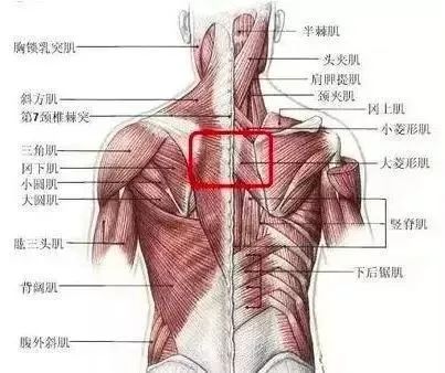 棘上肌图片