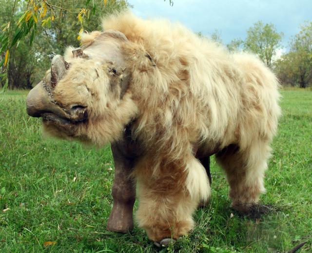 西伯利亚又挖出宝贝远古长毛犀牛两角不是武器专门用来吃饭