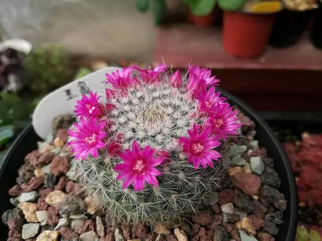 會開花的仙人球,花期長,養護簡單,盆栽養花選它_玉翁