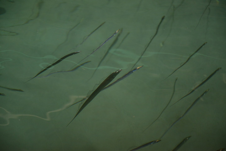 活生生的带鱼可以说是超级灵活的,长长的身体在水中自由的游动,画面