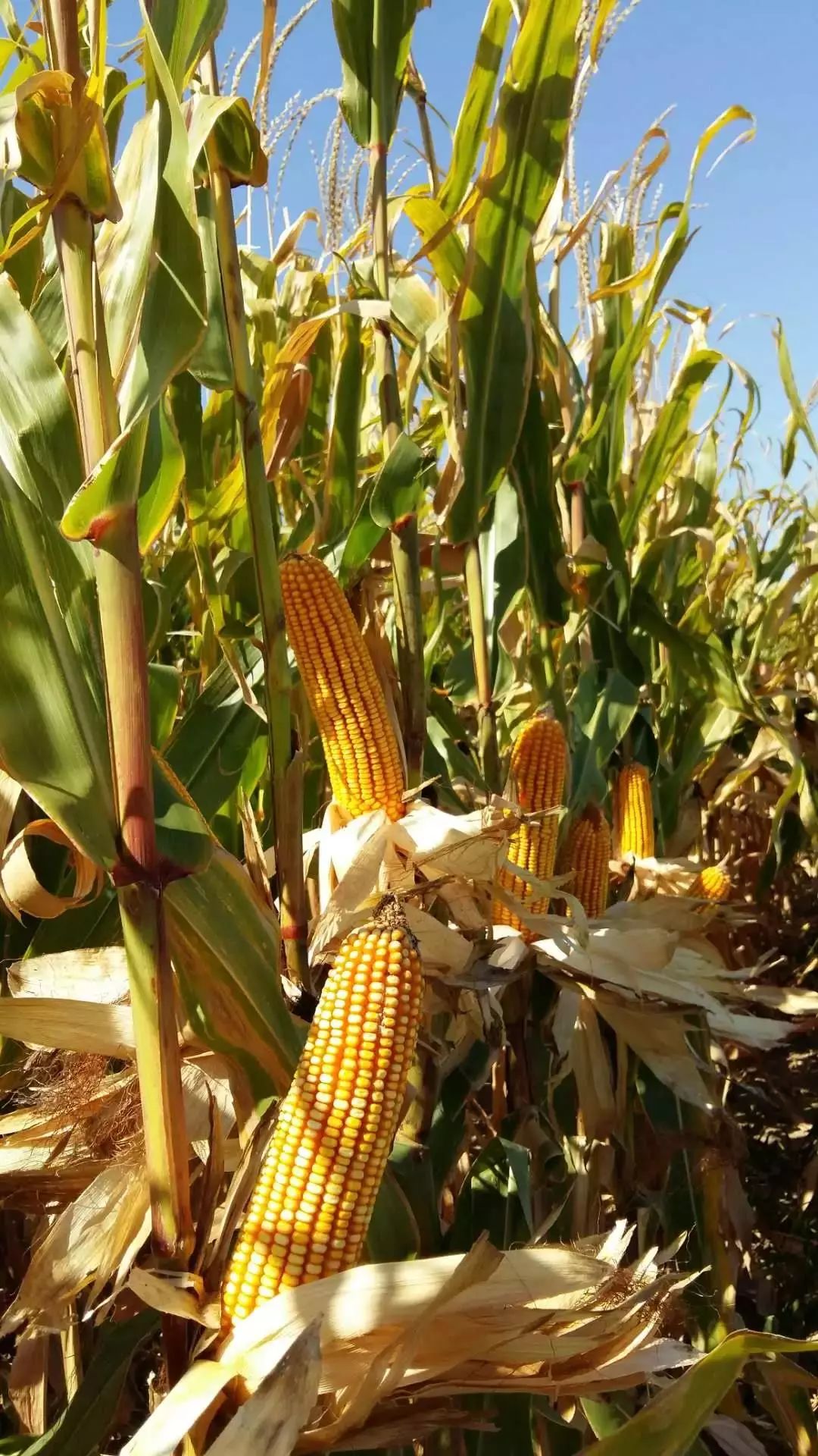 10月玉米丰收季种地省心省事,收入反而增加了不少