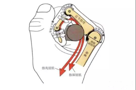 远端指间关节示意图图片