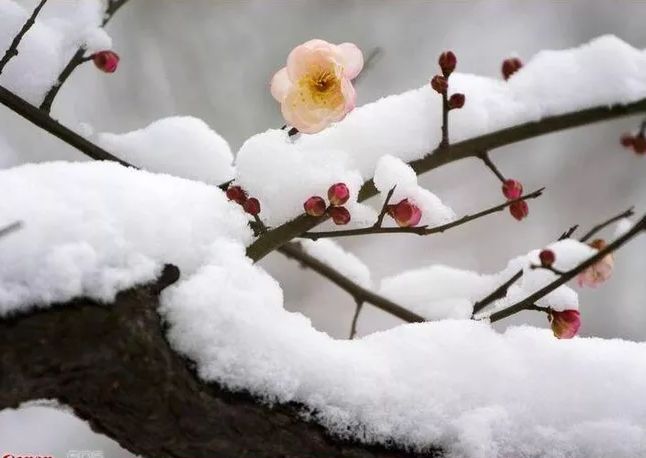 【诗词原创】古诗中的漫天白雪,好想和你一起去踏雪寻梅