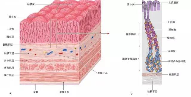 胃的分层结构图图片