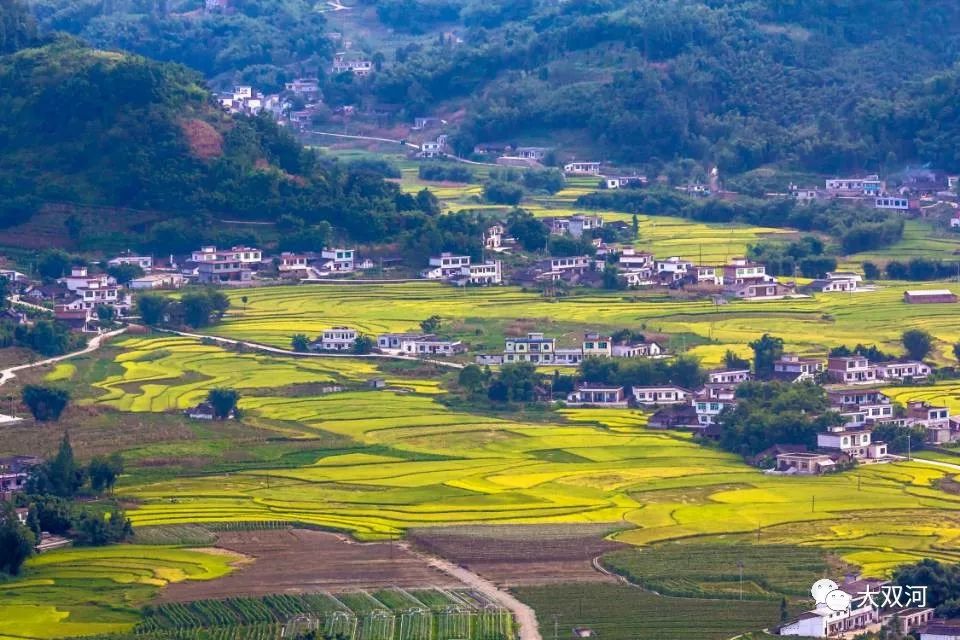 菜花基地(魚池村)採茶基地(銅鑼村)水產基地(桂花湖)菜花基地(荷葉村)