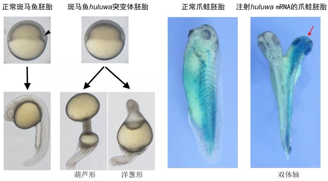 斑马鱼huluwa基因突变导致组织中心