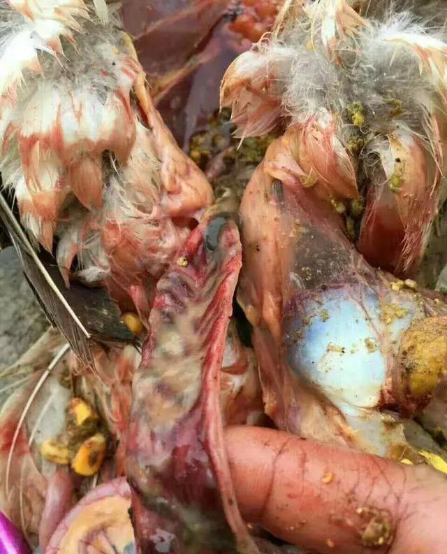 鹅副粘病毒解剖图片图片