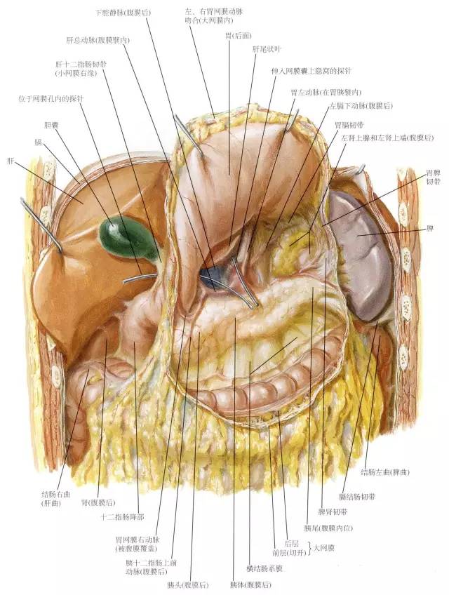 动画:胃的解剖