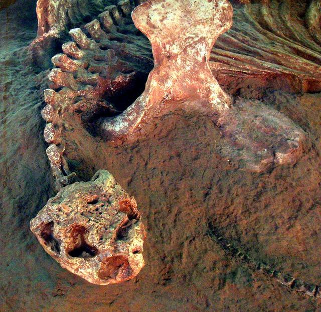 生活在2亿7000万年前,体重2吨,脑袋和篮球差不多大