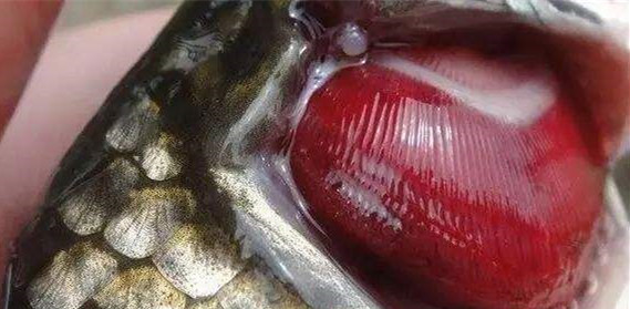 鲫鱼鱼腮盖上的寄生虫图片
