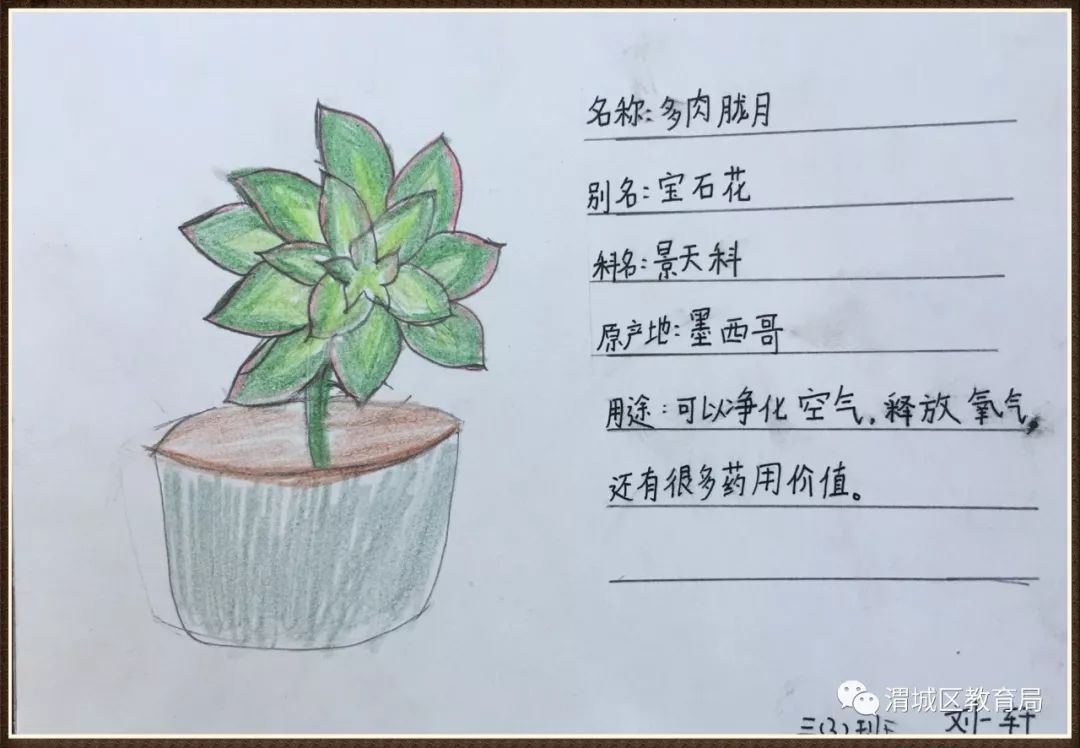 植物的名片简单图片