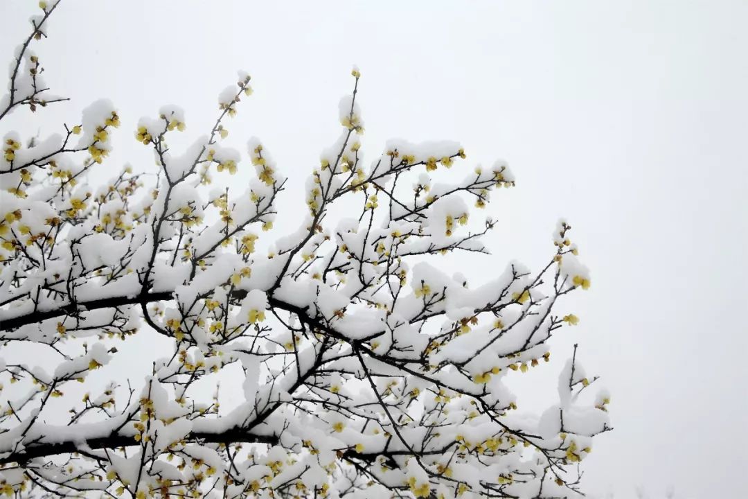 "雪似梅花,梅花似雪.