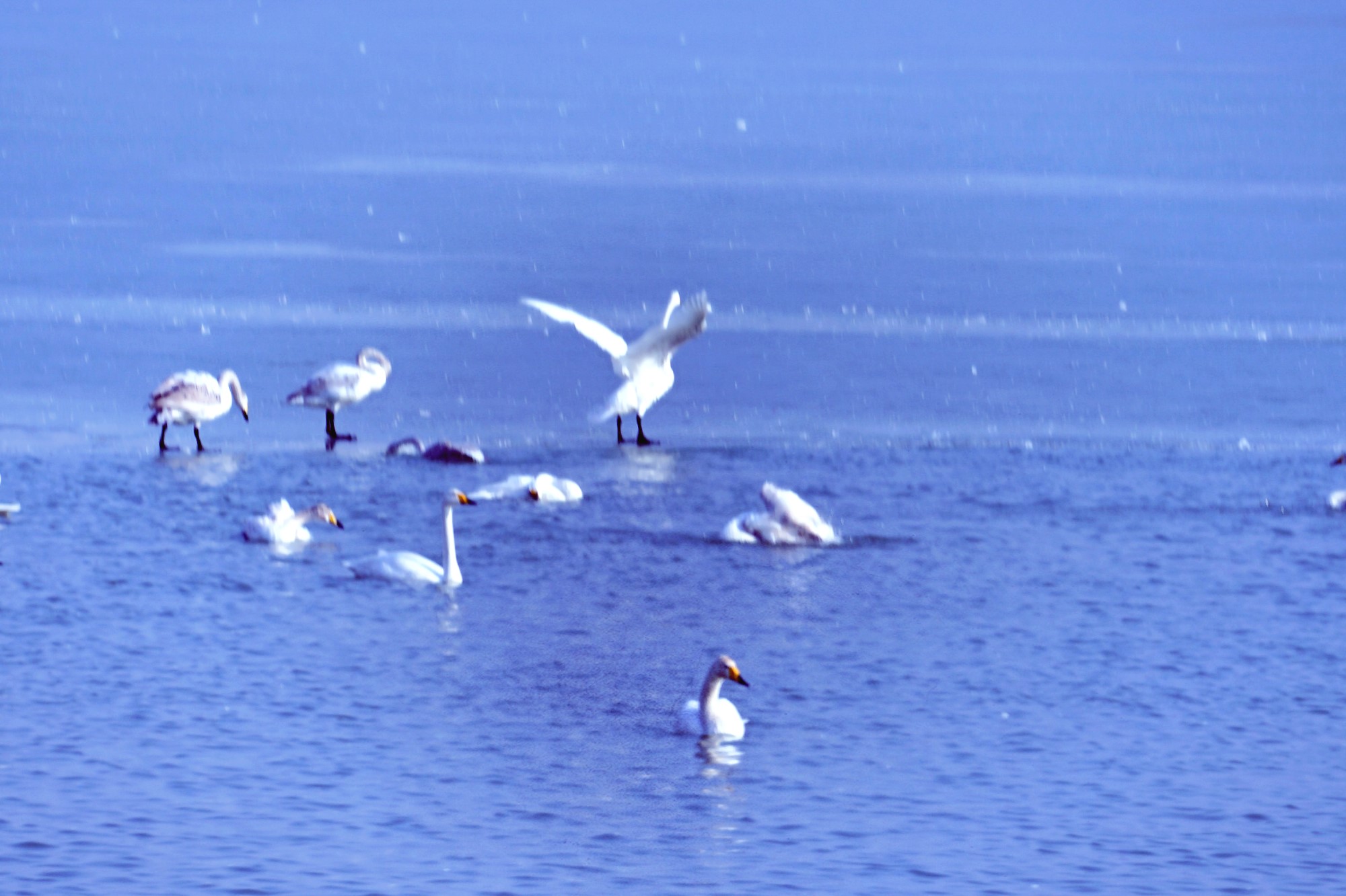 春节放假到圣天湖看天鹅，数千只野生白天鹅美得不像话