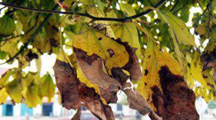 香樟树树叶铁锈斑点图片