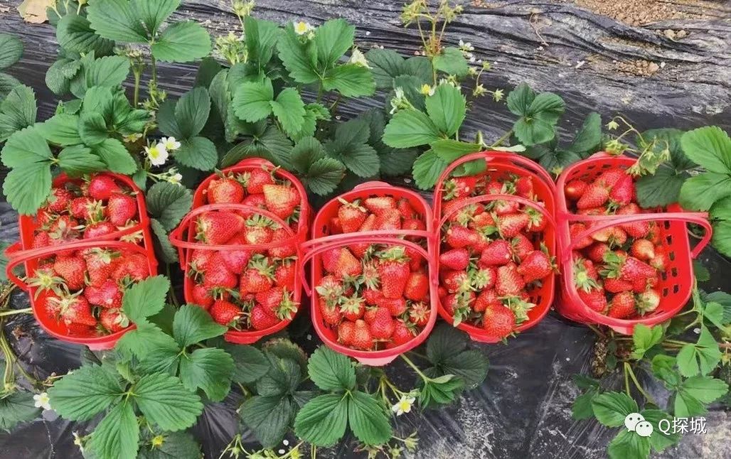 重庆市内10大冬草莓采摘地更有bbq垂钓等嗨玩一整天