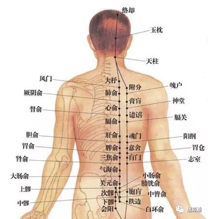 (背部督脉)我们知道人体的背部脊柱及脊柱两侧,它分布着丰富的脊神经