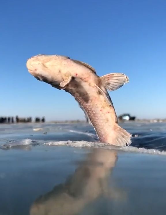 冰冷热带鱼 真实图片