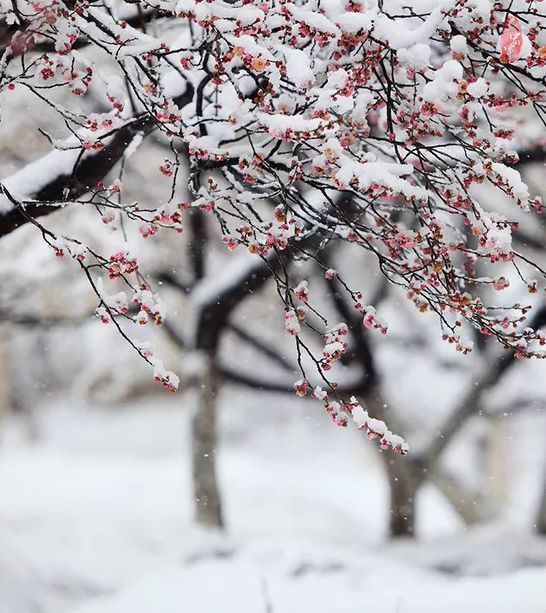 【诗词原创】古诗中的漫天白雪,好想和你一起去踏雪寻梅