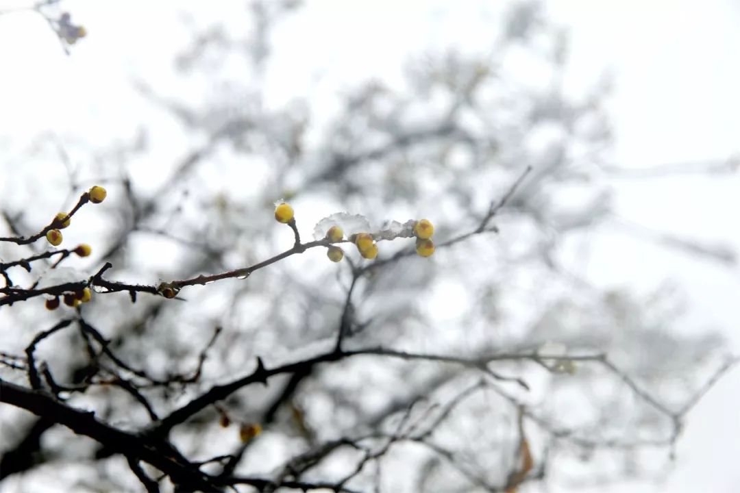 "雪似梅花,梅花似雪.