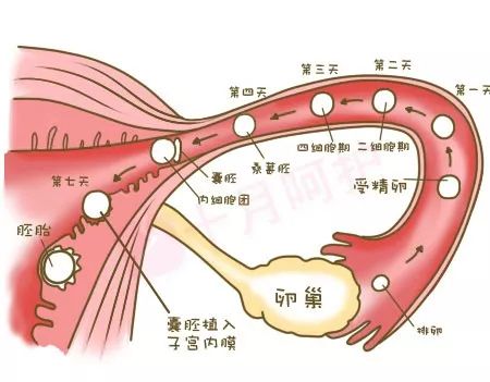 胚胎着床最佳位置图片