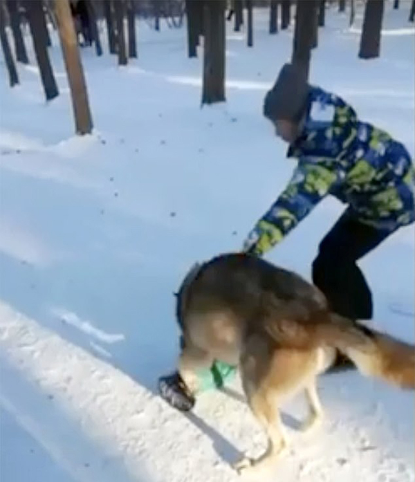 俄羅斯公園一匹狼襲擊男童 主人聲稱它已馴化 國際 第1張