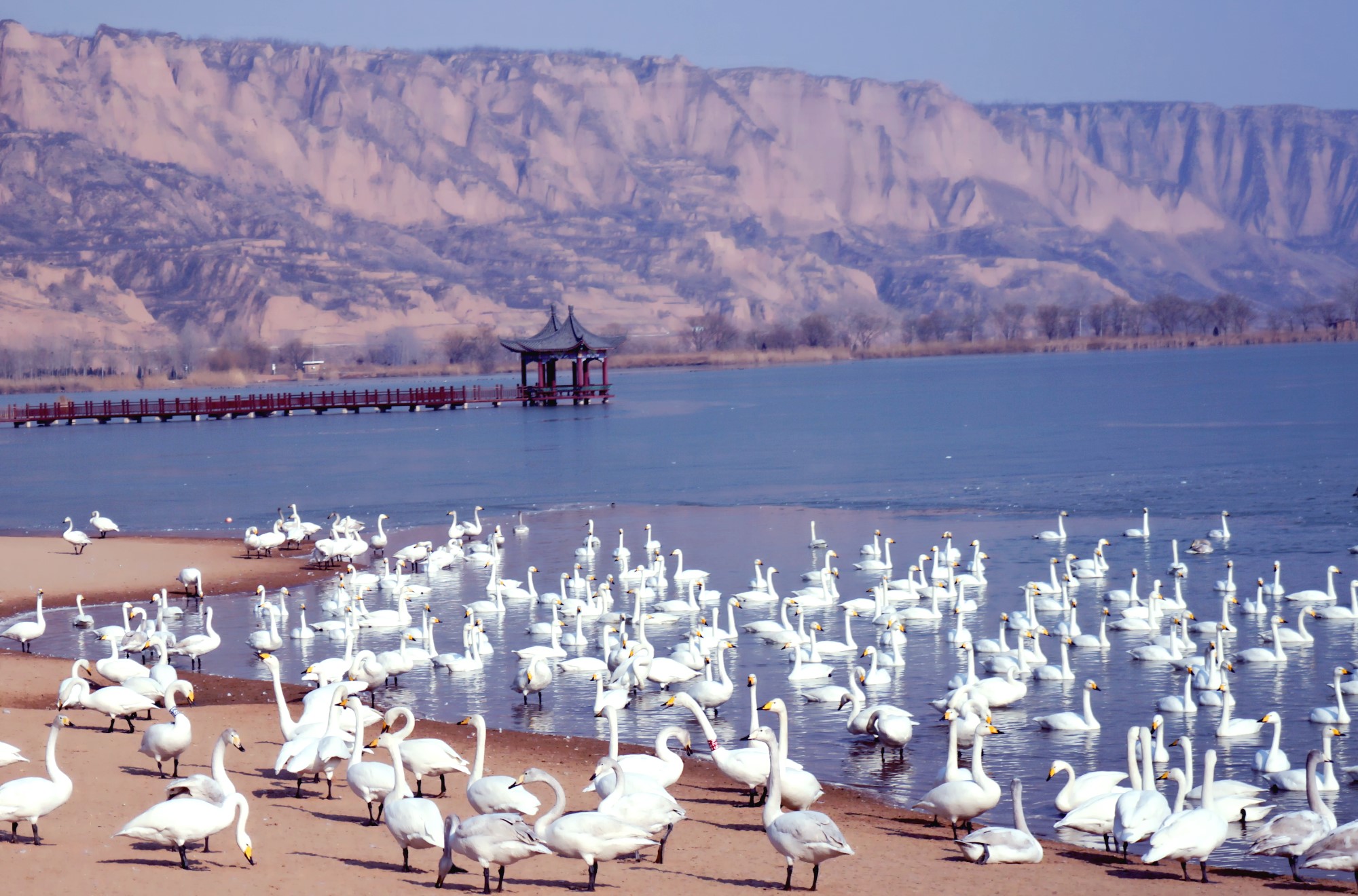 春节放假到圣天湖看天鹅，数千只野生白天鹅美得不像话