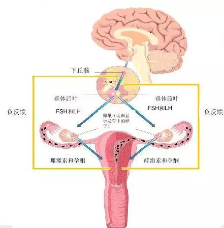 女性下丘脑垂体性腺轴图片