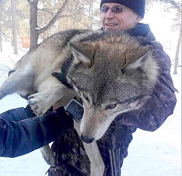 俄羅斯公園一匹狼襲擊男童 主人聲稱它已馴化 國際 第3張