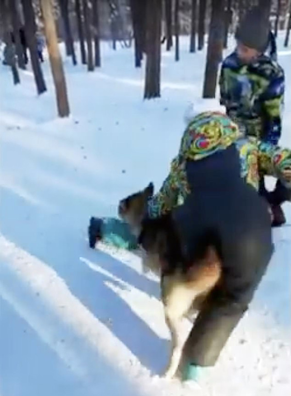 俄羅斯公園一匹狼襲擊男童 主人聲稱它已馴化 國際 第2張