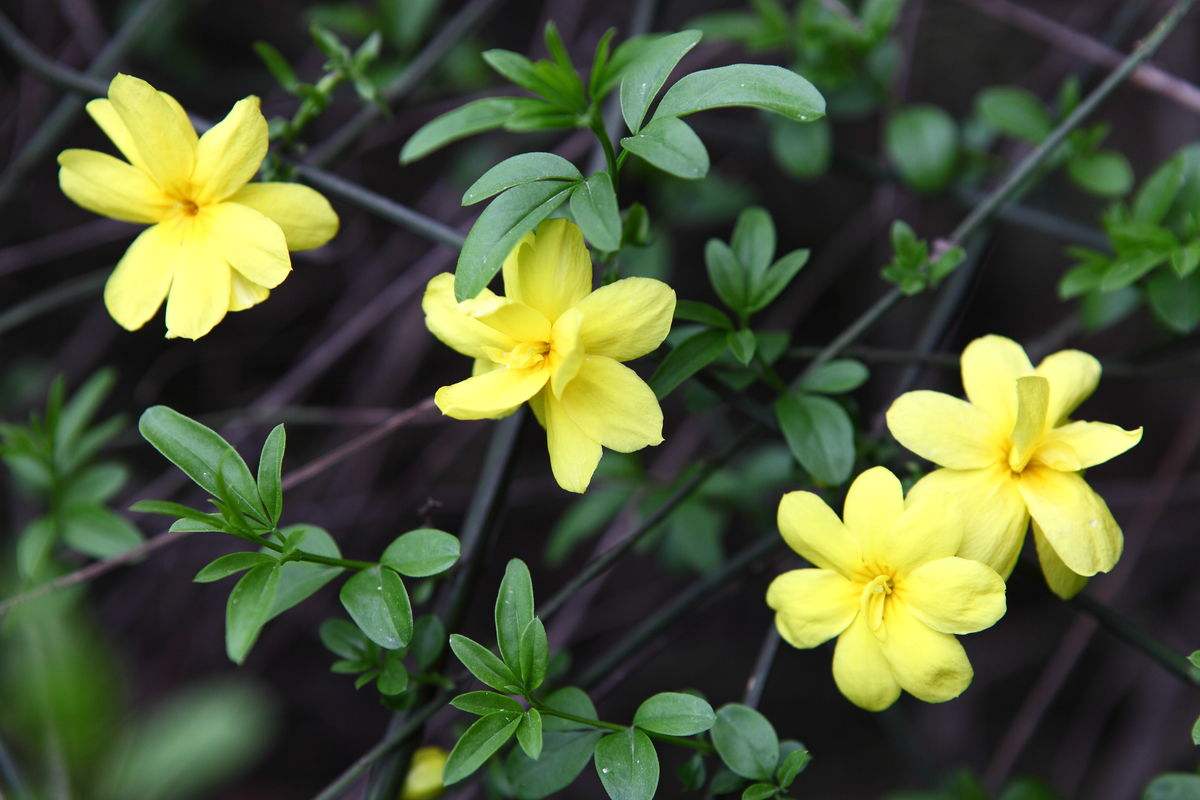 迎春花种类图片