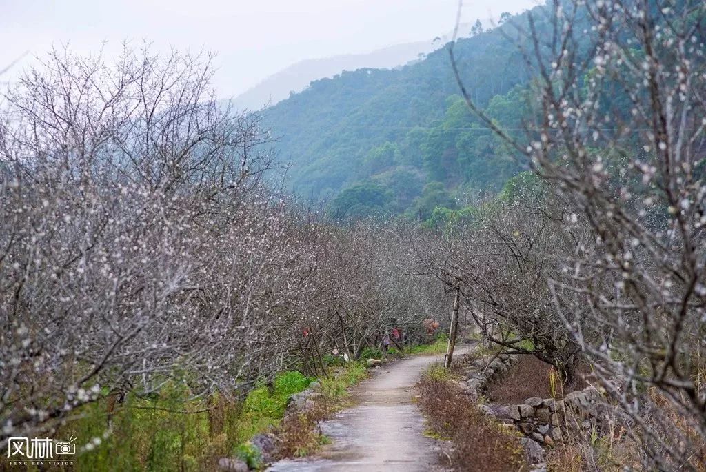 揭西梅花赏梅地点图片