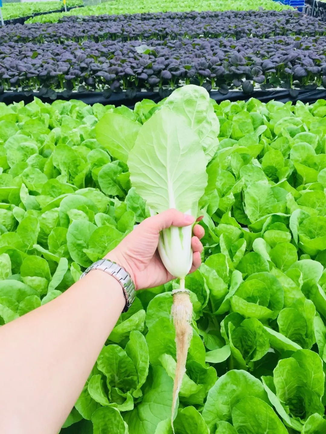 喜多多丨享受更健康的水耕蔬菜_種植