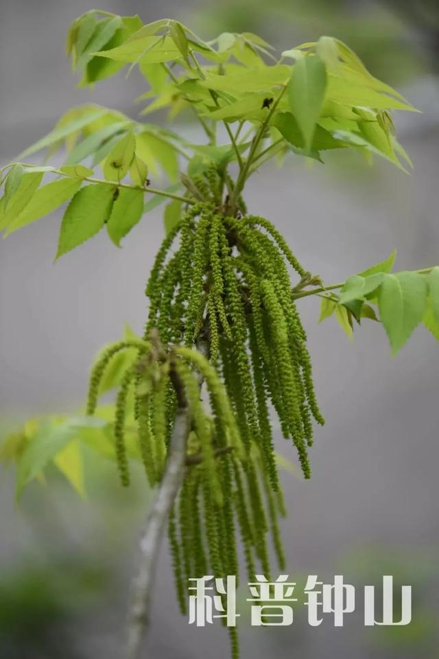 花為雌雄同株異花,雄花組成下垂的柔荑花序;雌花是穗狀花序,每個花序