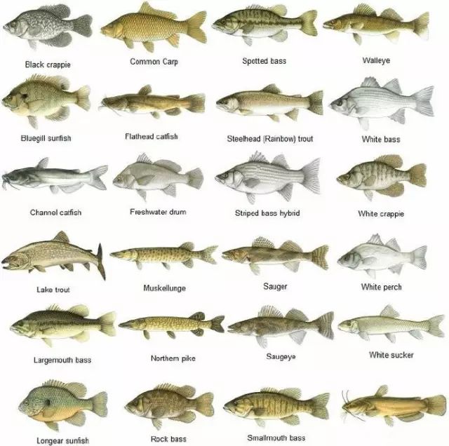 海里100种动物名字图片