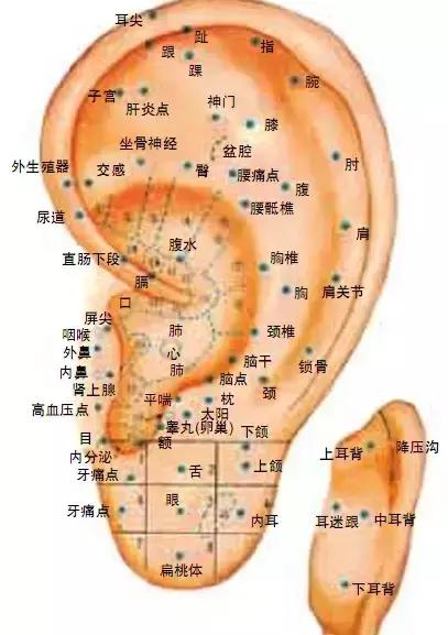 牙齿对应的五脏经络图图片